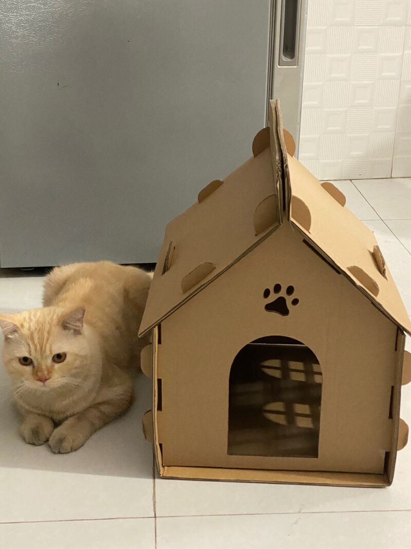 Tự làm nhà cho mèo bằng thùng giấy đơn giản, rẻ tiền, nhà cho mèo ...